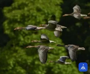 V düzeninde birlikte uçan yaban kazları